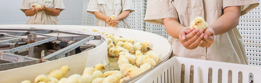 Ag亚洲集团(中国区)官方网站