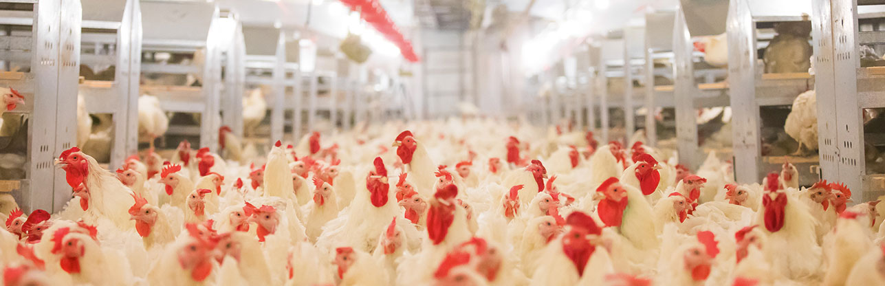 Ag亚洲集团(中国区)官方网站