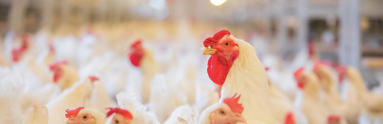 Ag亚洲集团(中国区)官方网站